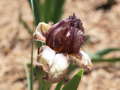 Tall bearded irisはどんな植物？ わかりやすく解説 Weblio辞書