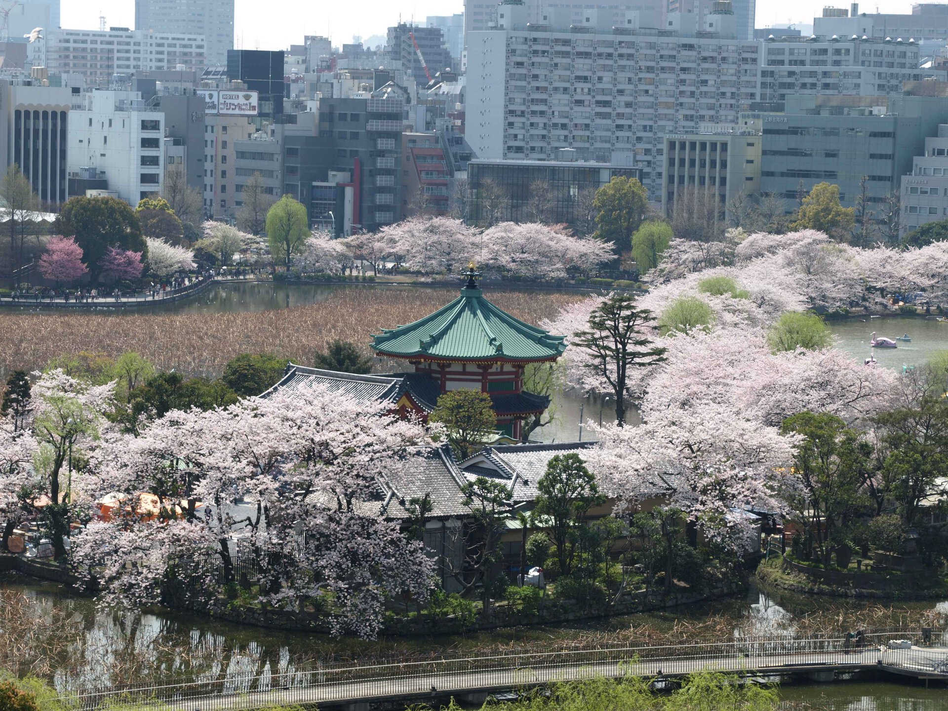 2025年版！800本の桜が咲き乱れる東京の桜の名所！ 上野恩賜公園 *and