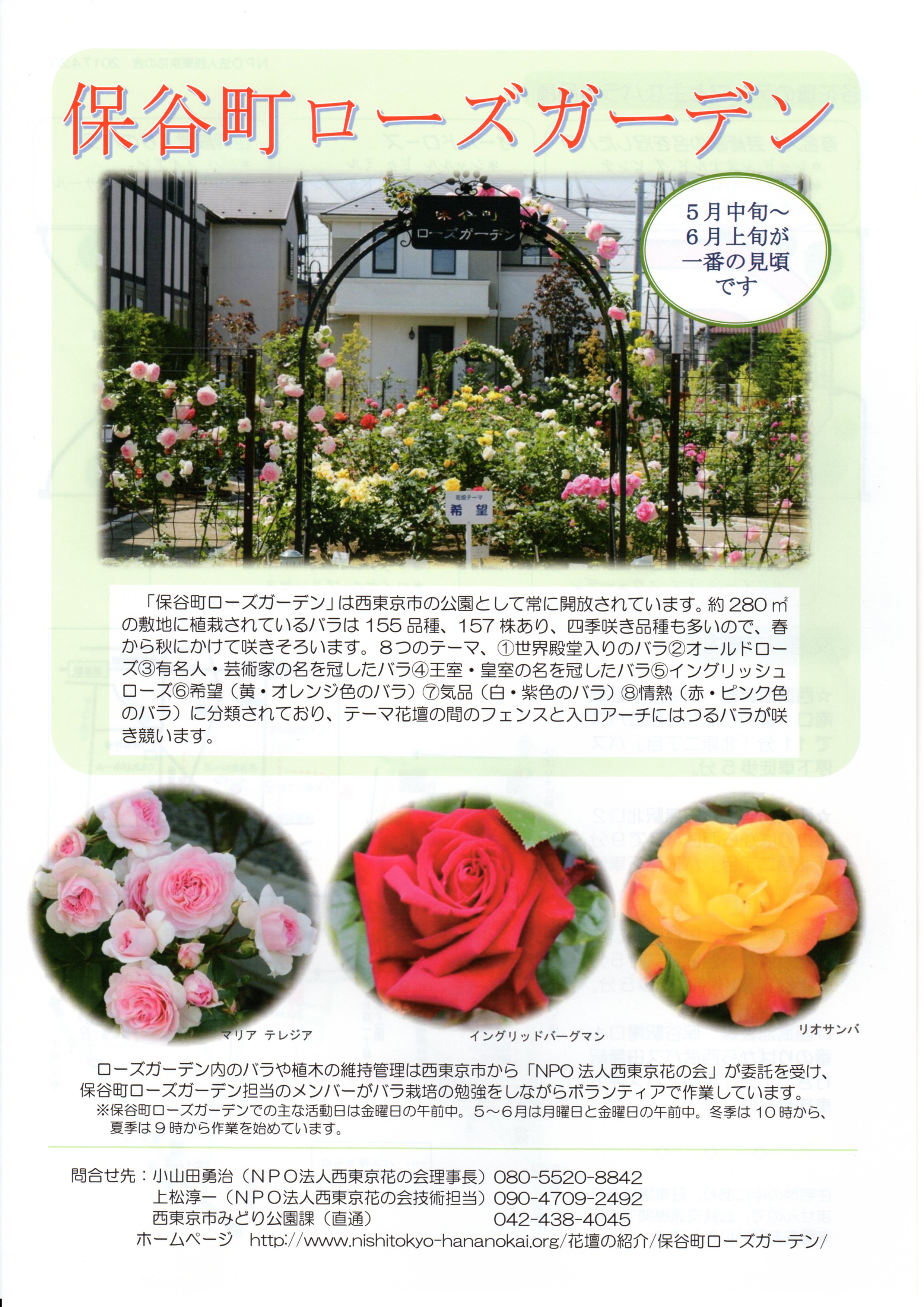 西東京市】市内で美しい薔薇を楽しめるスポット！住宅街に佇む「保谷町ローズガーデン」2023年5月初旬の様子を紹介。 | 号外NET