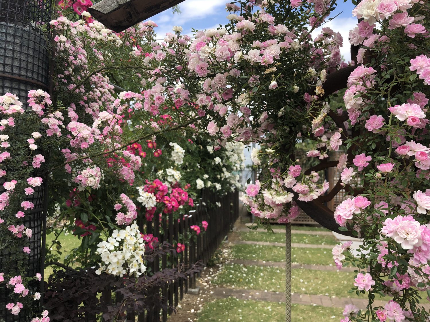 色とりどりのバラがあふれる 西東京市のローズガーデン、はなみずき公園が再開 – ひばりタイムス