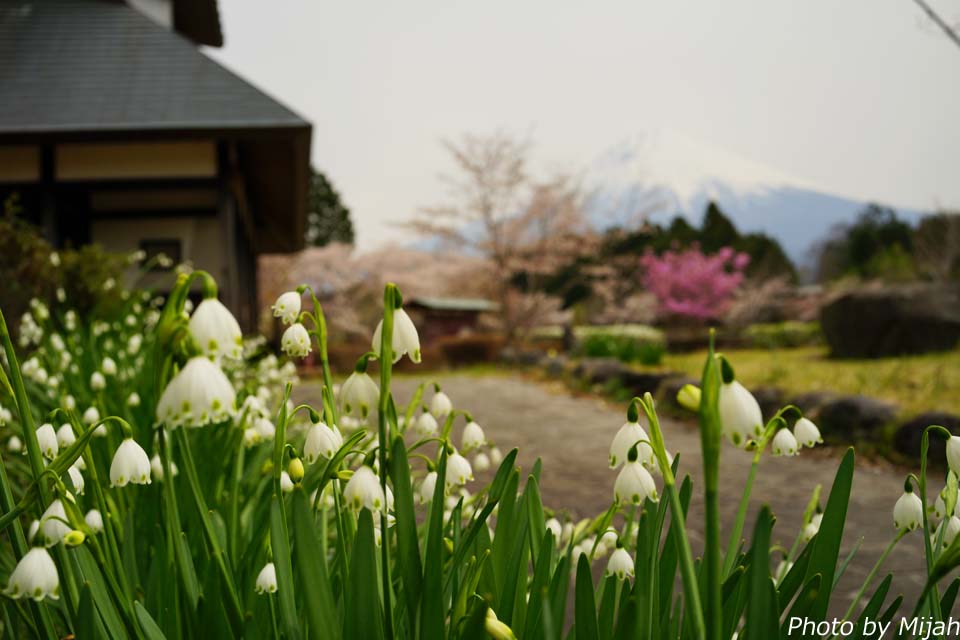 下馬中央公園の桜 2025年の見頃と桜まつりの日程は？ –