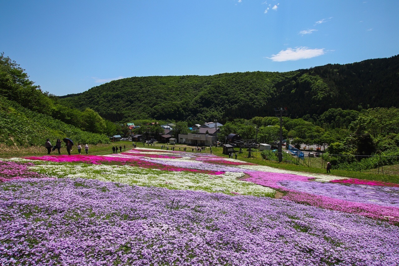 スキー場に芝桜、ナイター用照明でライトアップ…春の風物詩に : 読売新聞