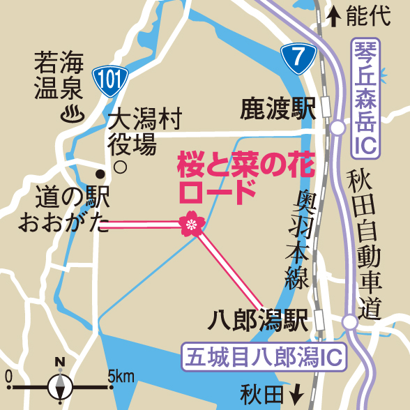 大潟村桜 菜の花ロード クチコミ・アクセス・営業時間八郎潟周辺 フォートラベル