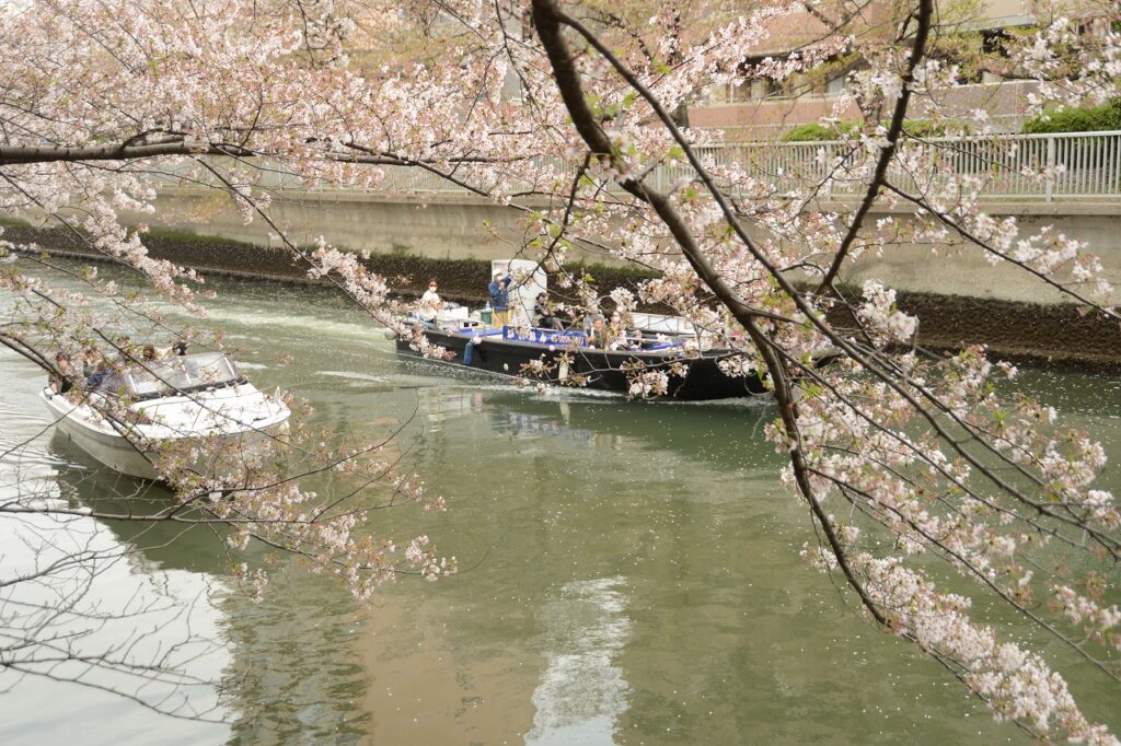 速報！ 東京・下町のお花見スポットの開花状況 -