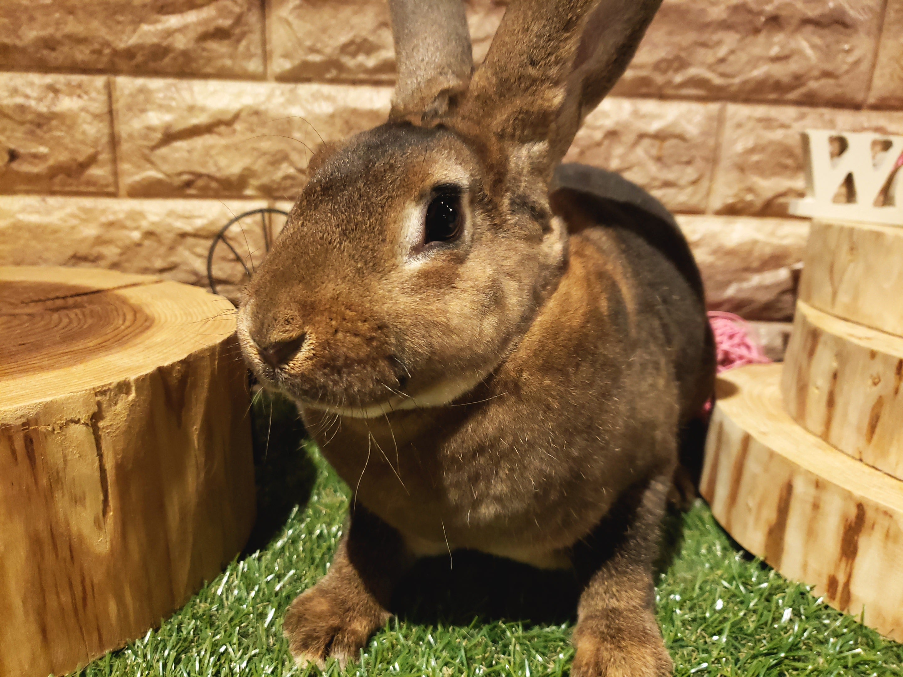 イワヤ おみみパタパタこうさぎミミィ ウサギの電動動物 動くぬいぐるみ