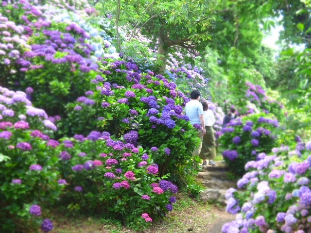 岬にひろがるファンタジー あじさいの桃源郷へ。』椎葉・門川・美郷 宮崎県