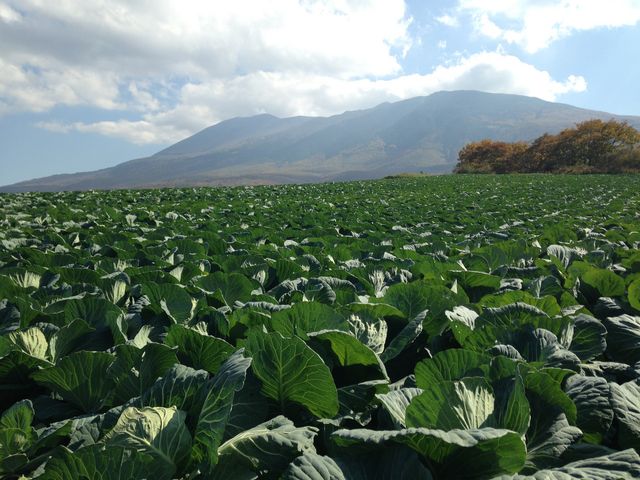 嬬恋パノラマライン