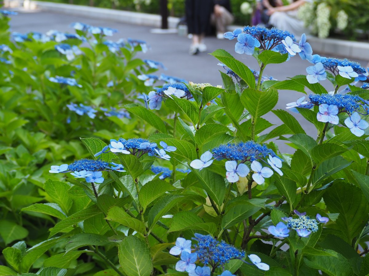 飛鳥山の紫陽花の見頃はいつ？アクセスや楽しめる場所などご紹介東京都・埼玉県の花の名所と神社仏閣