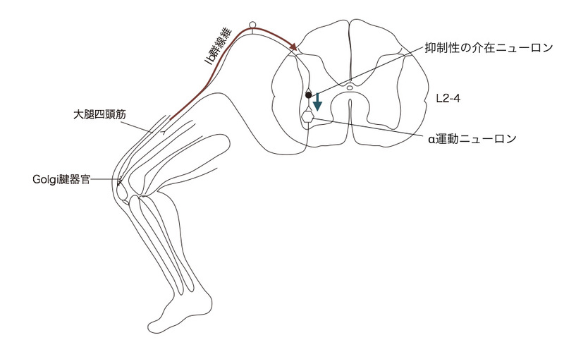 膣がゆるむ原因は？治療法や引き締める方法も紹介 | 美容医療のかかりつけ医 わたしの名医