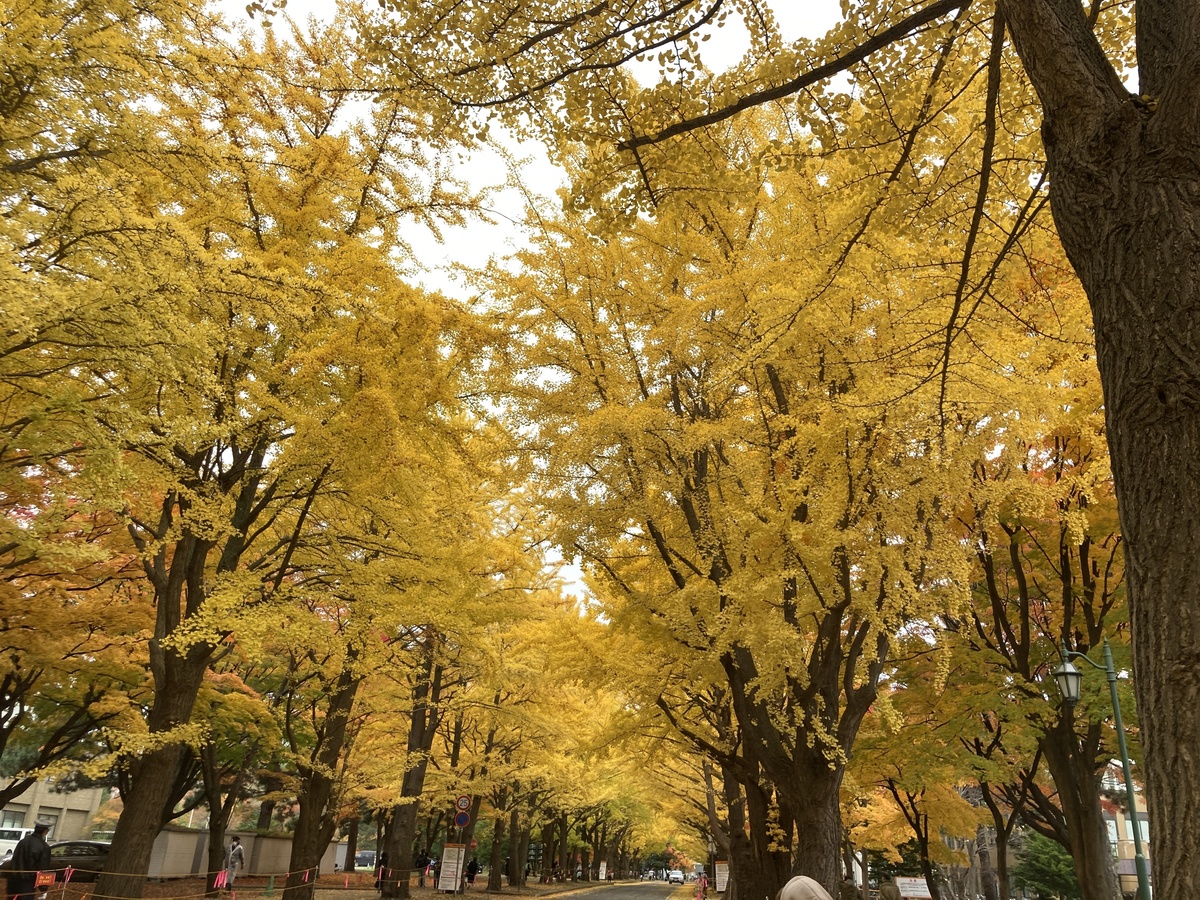 北大イチョウ並木の見頃はいつ？行き方・ライトアップ・金葉祭の楽しみ方を紹介