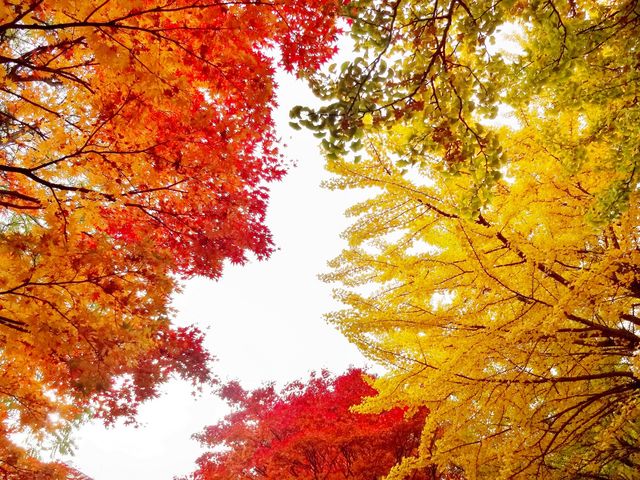 北海道大学銀杏並木 – 実走北海道2nd