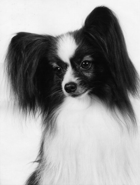 My Papillon