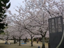 松山城 桜 見頃