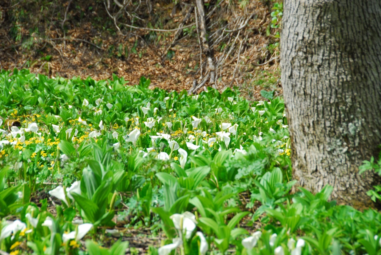 天生県立自然公園北飛騨の森を歩こう
