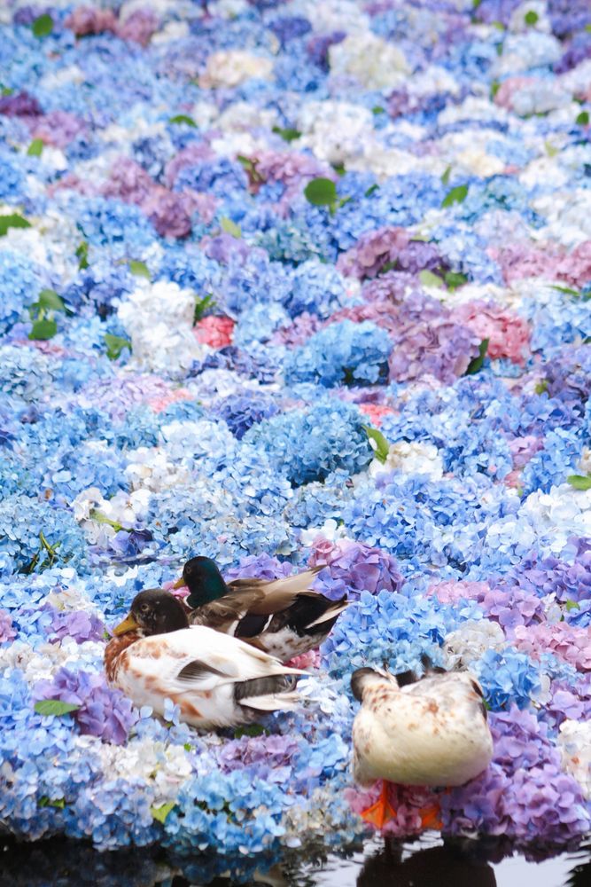 岩瀬駅から御嶽山・雨引山・雨引観音を縦走 あじさい祭 2022 6