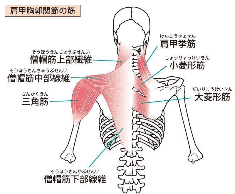 肩甲骨の内側の痛み・コリ（背中の痛み）に対して、安全に鍼を打つには？ スペアリブ刺鍼の実際 |