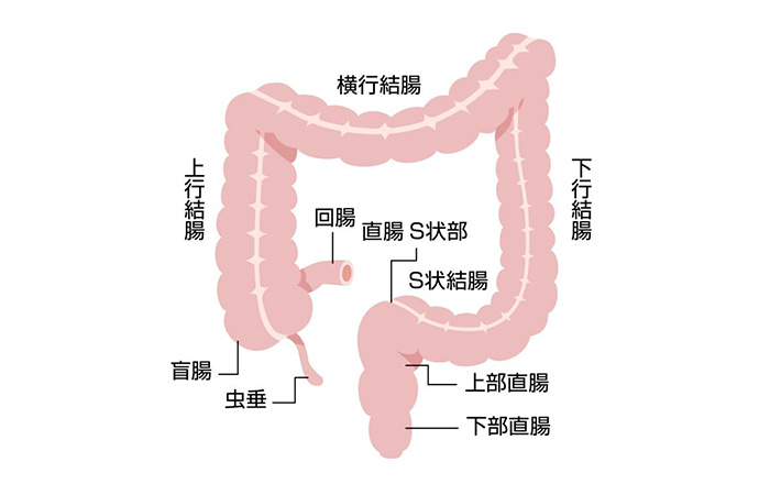 アナルセックス】プリップリ美巨尻の淫乱浮気妻28歳／ドＭ羞恥アナル教育／2穴SEX中出し乱〇S字結腸イキ！【個撮】 | 