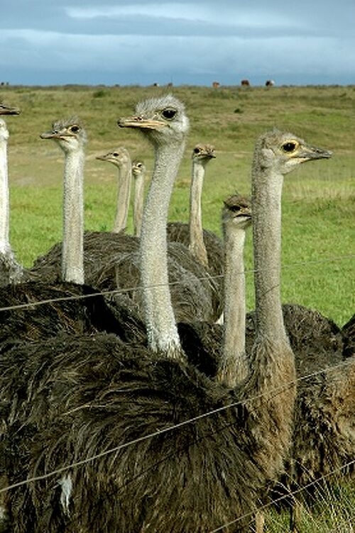 ダチョウ レース ケープタウン南アフリカ共和国での写真素材・画像素材