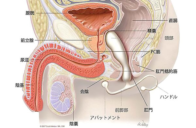 女性のオーガズムの意味 オキシトシンに注目して - TENGAヘルスケア