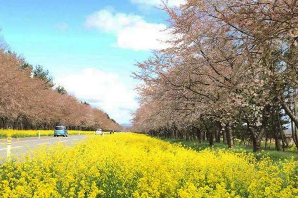大潟村 桜と菜の花まつり&ミニＳＬに乗車！』八郎潟周辺 秋田県 の旅行記・ブログ