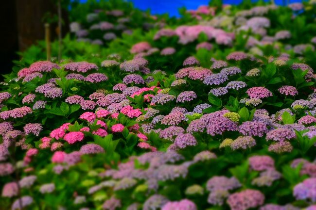 油絵 油彩 油彩画 絵画 絵