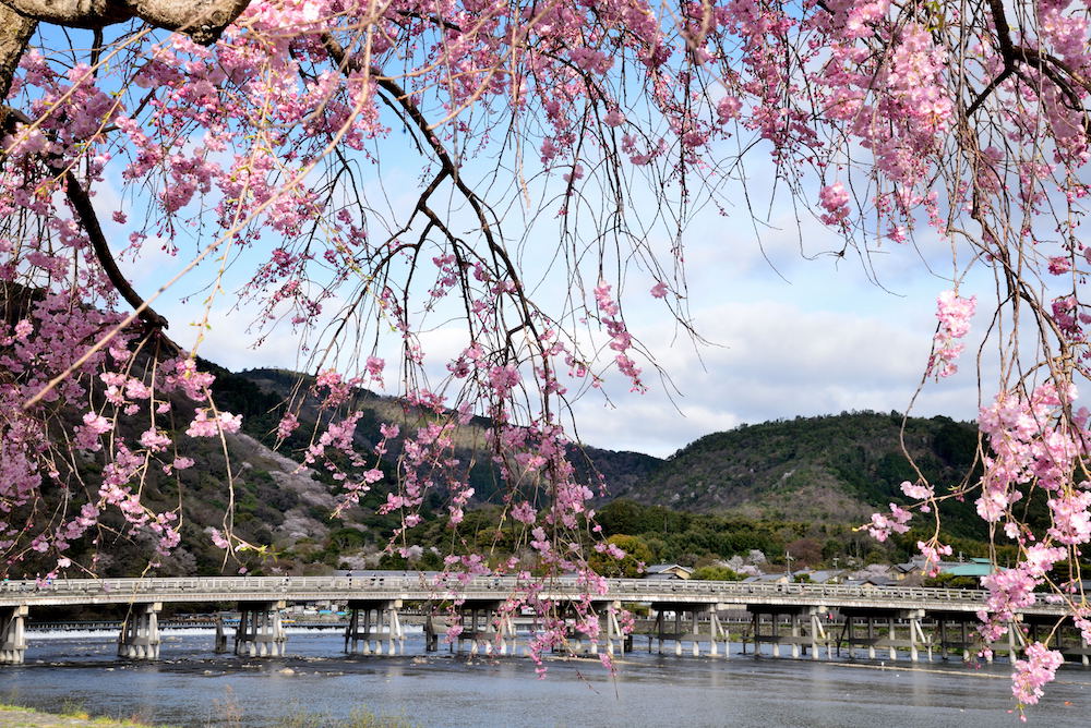 京都の桜2021 嵐山渡月橋 –