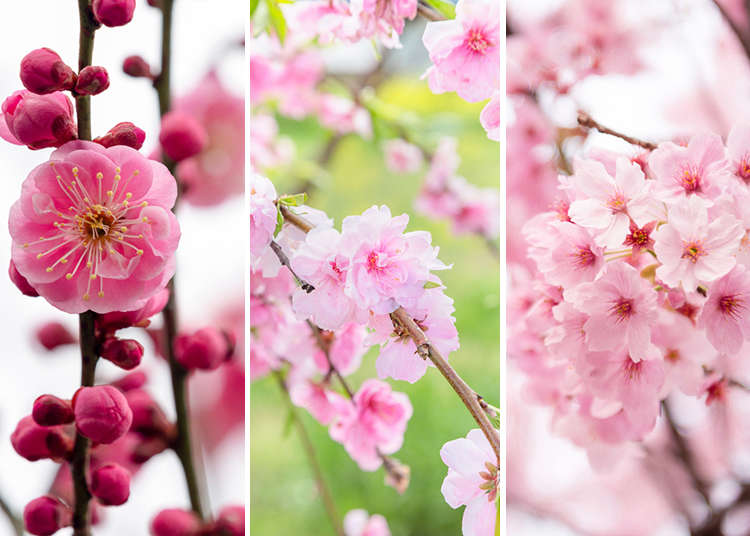 梅と桜、桃の違いとは？ お花見で役立つ見分け方のポイント | 中田食品株式会社