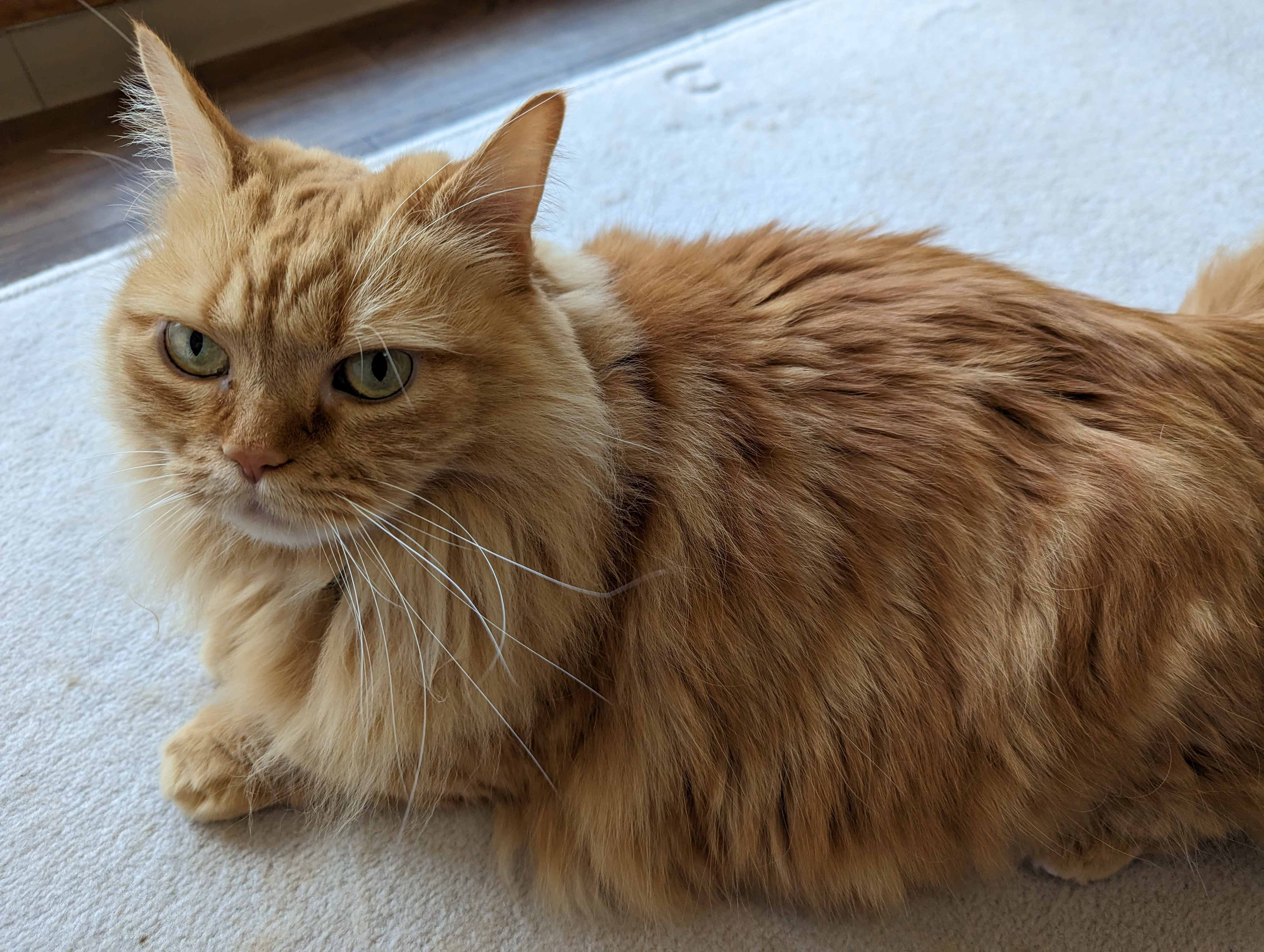 デンマーク移住」日本人には超難関。福祉国家ゆえの厳しい人材フィルター、最低年収は最近まで900万円Business Insider Japan