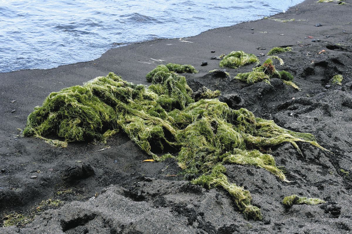 伊東オレンジ ビーチ伊東- ツアーとアクティビティエクスペディア