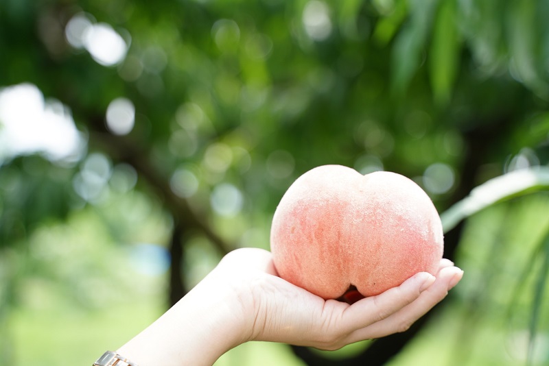 日本橋高島屋S.C. Special Days - 駅探