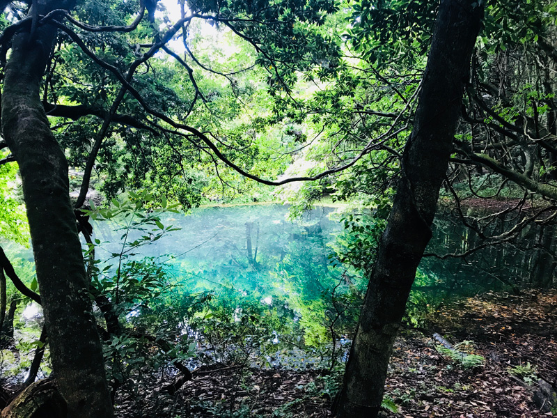 丸池様・牛渡川 山形県遊佐町 東北の観光スポットを探す旅東北