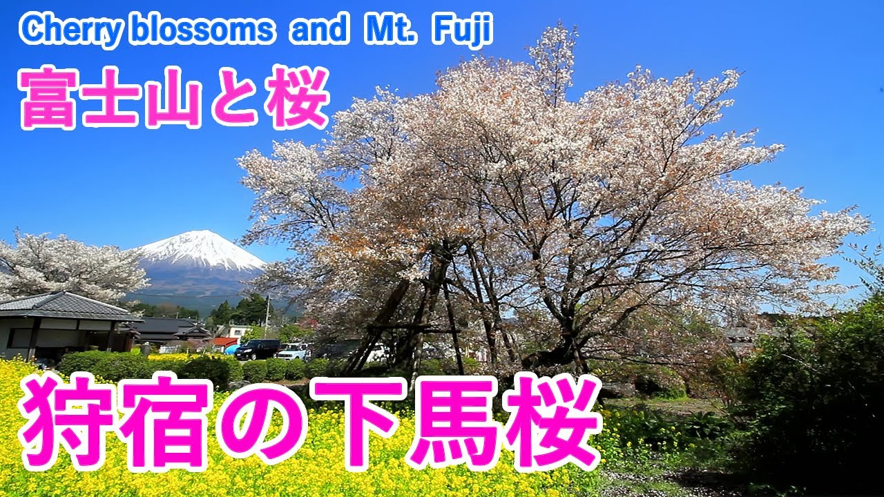 狩宿の下馬桜 見頃 開花状況 2025