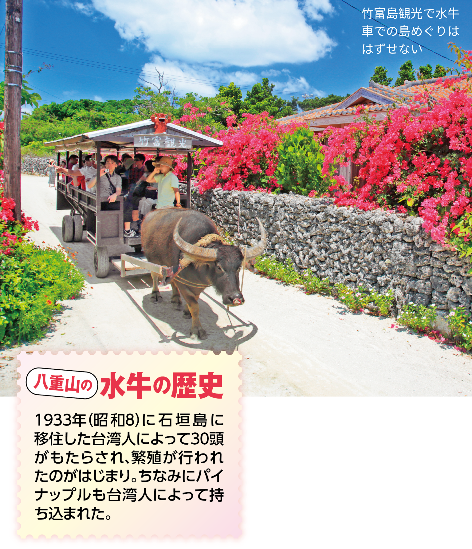 2025年最新 由布島 水牛車