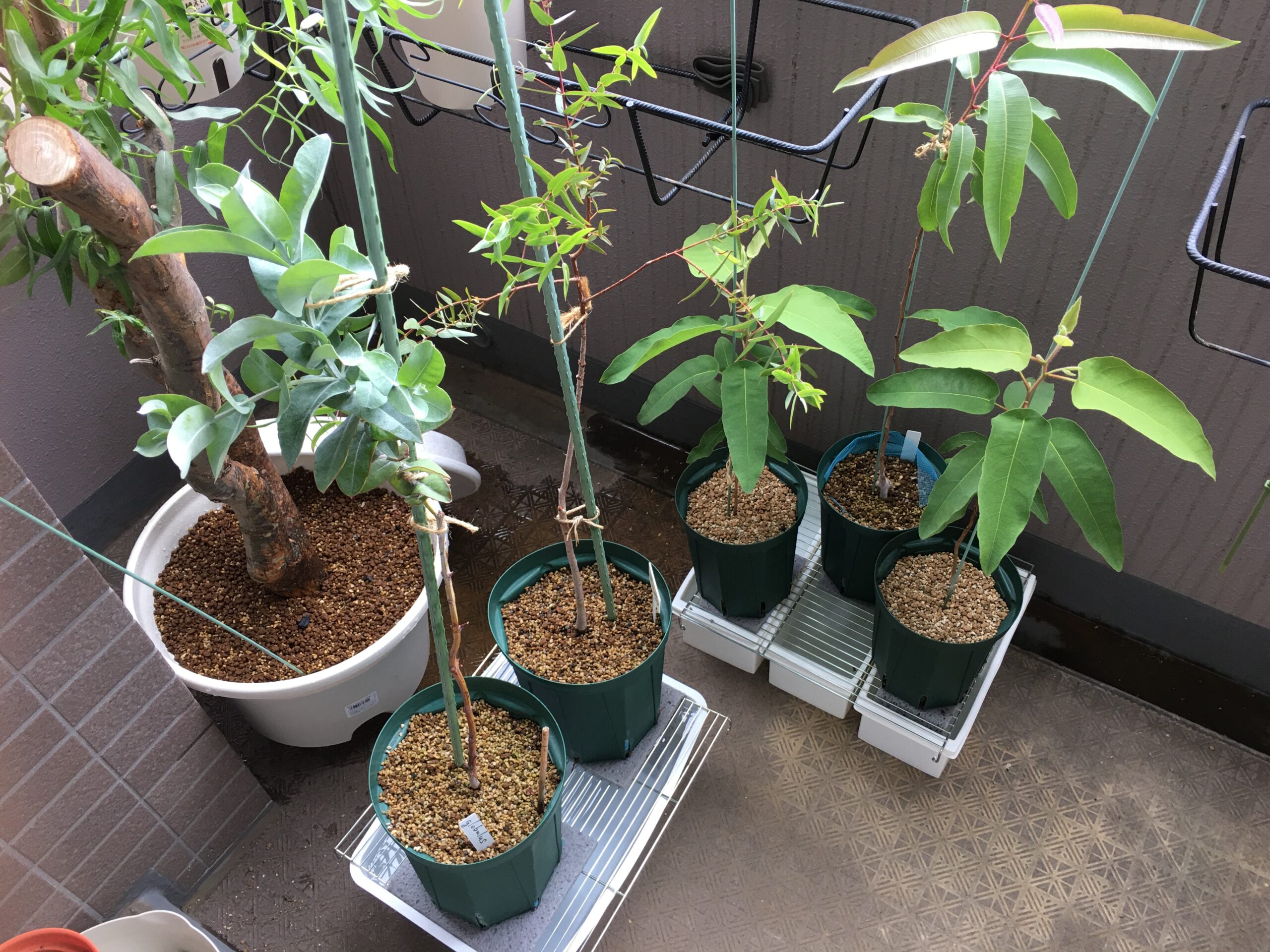 旅行中、水やりは？観葉植物「留守中」のお手入れ特集・読みものe-花屋さん