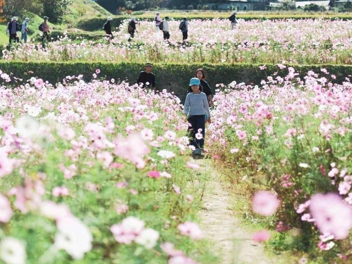 コスモスの里 穂谷ほたに