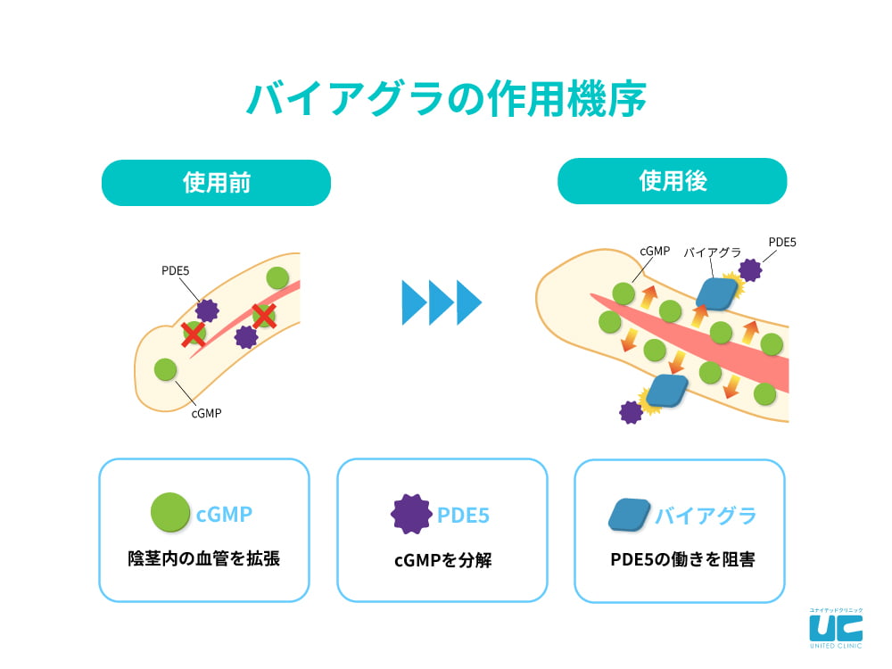 バイアグラの効果と副作用‐処方や飲み方、効き目を解説