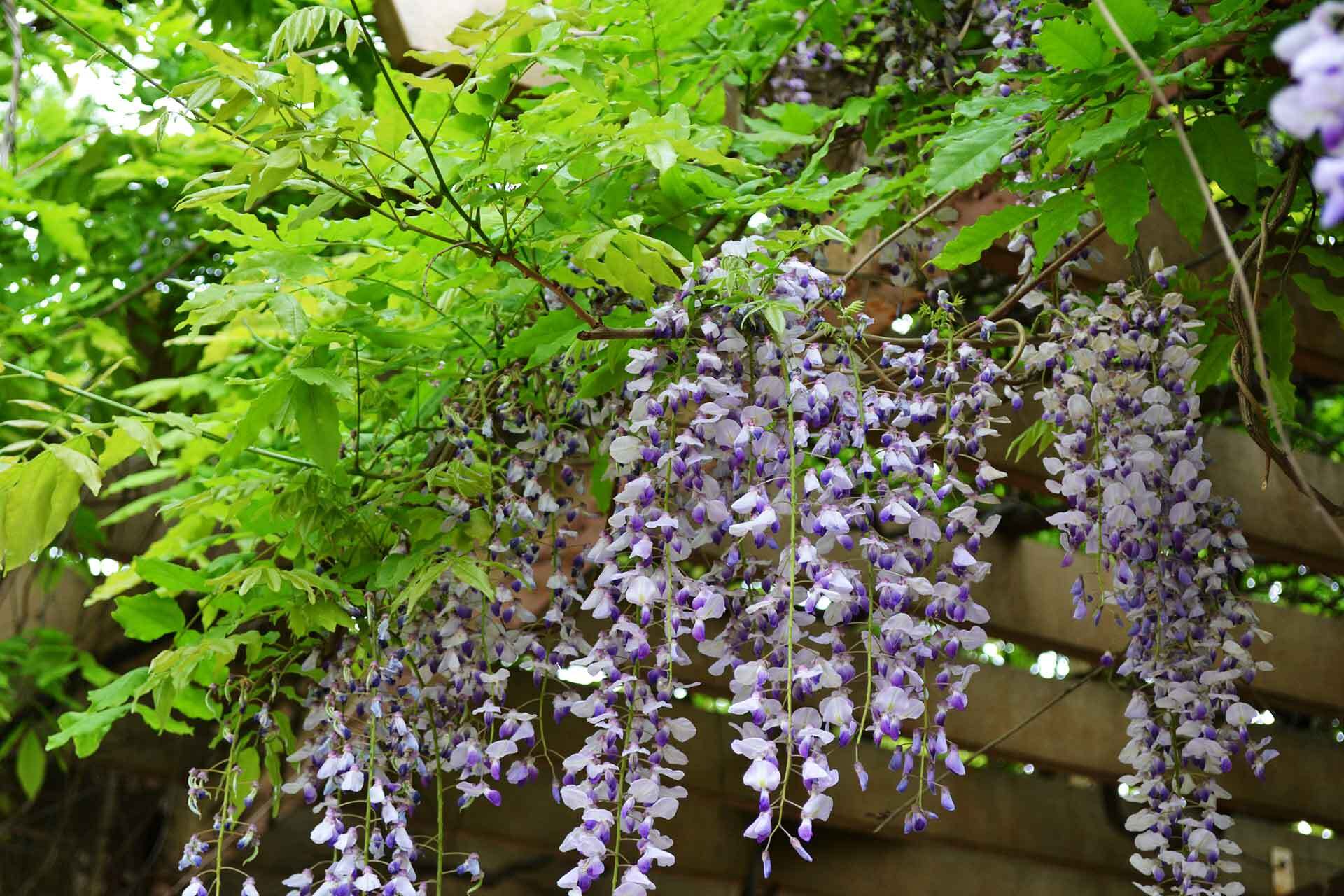 二ヶ領用水（川崎市中原）の花桃散策』溝の口・武蔵小杉(神奈川県)の旅行記・ブログ by かっちんさん【フォートラベル】