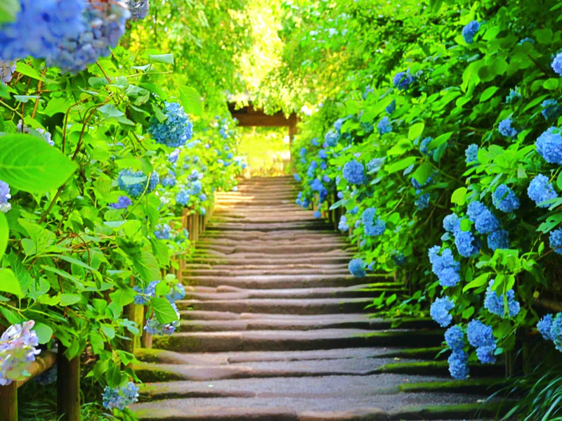 鎌倉長谷寺、あじさい路の入場がネット予約でスムーズに - デジカメ