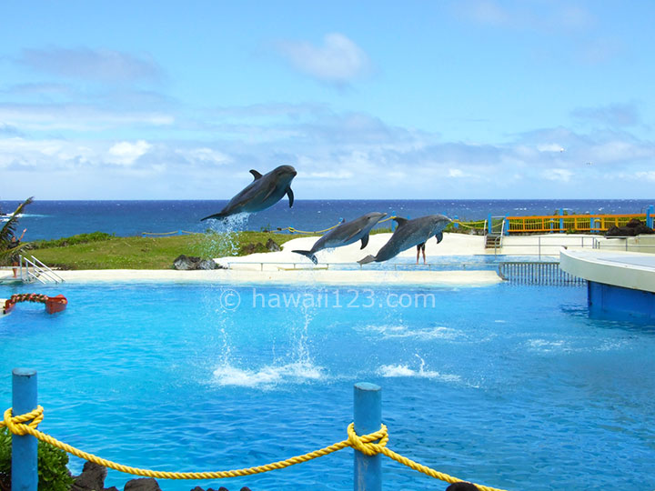 ハワイ州 イルカと泳げる価格と