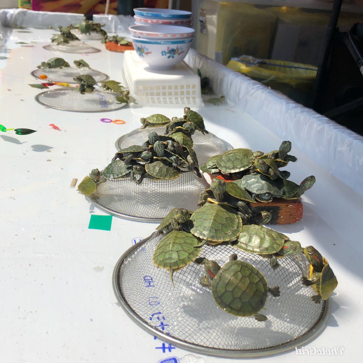 Amazon.co.jp: 龍亀 ロングイ 親子