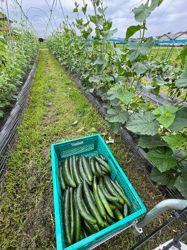 きゅうりの植え付け（VR夏すずみキュウリの植え方）- 夏植えきゅうりの植え付け時期は4～5月が最適