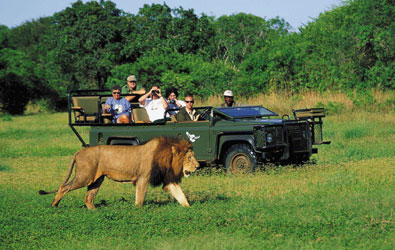 サバンナでサファリ体験アフリカ 旅行の観光・オプショナルツアー予約 VELTRA