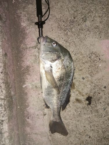 入舟 公式サイト 足立区