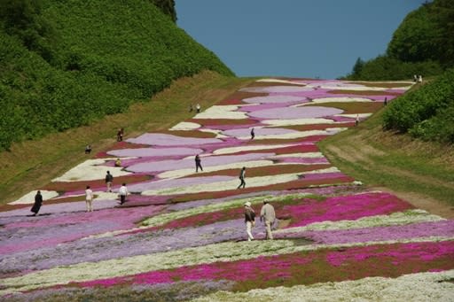 ５/４芝桜情報🌸 : 焼山Times