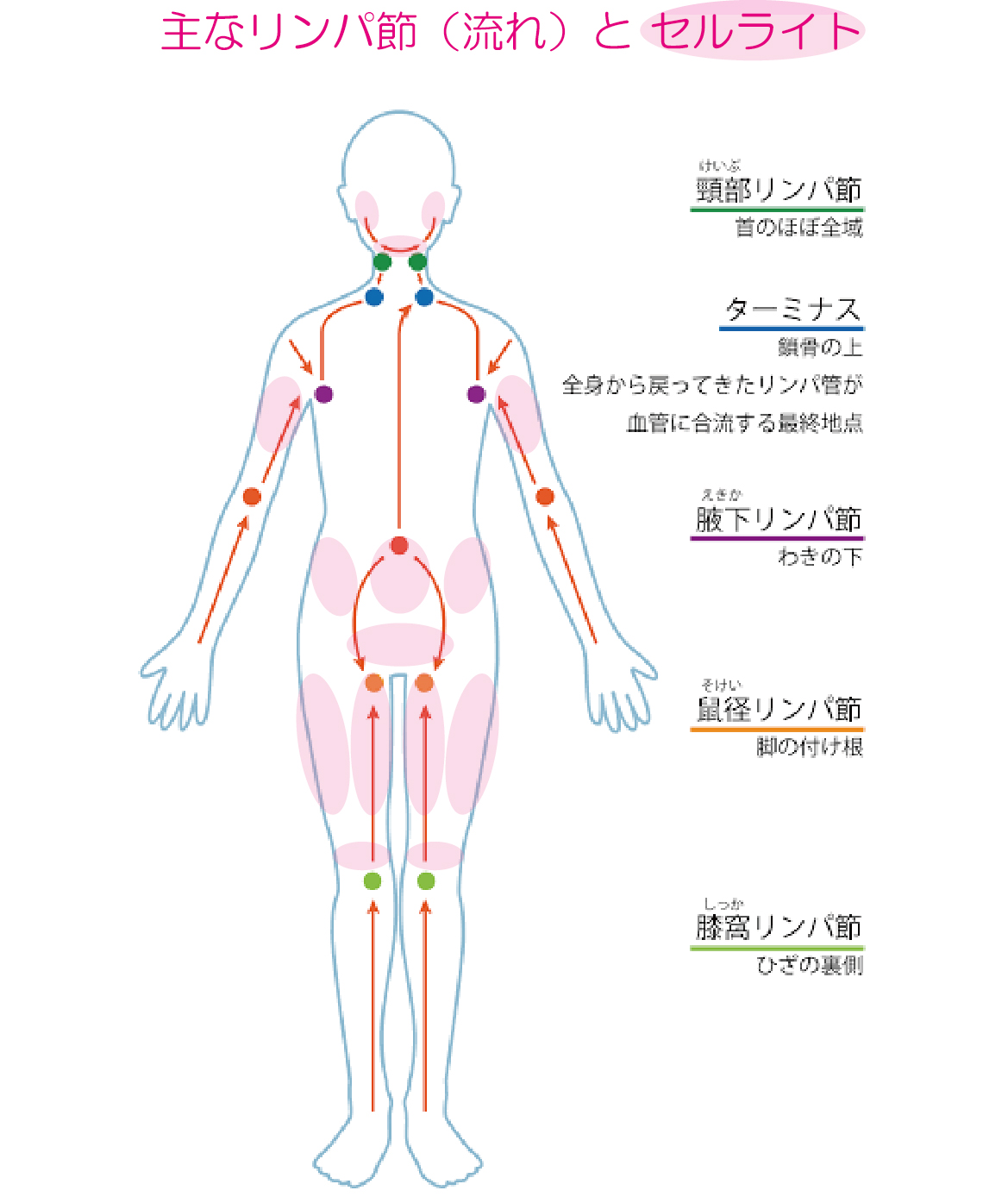 小児の鼠径ヘルニア | 小児泌尿器科の主な疾患 | 日本小児泌尿器科学会