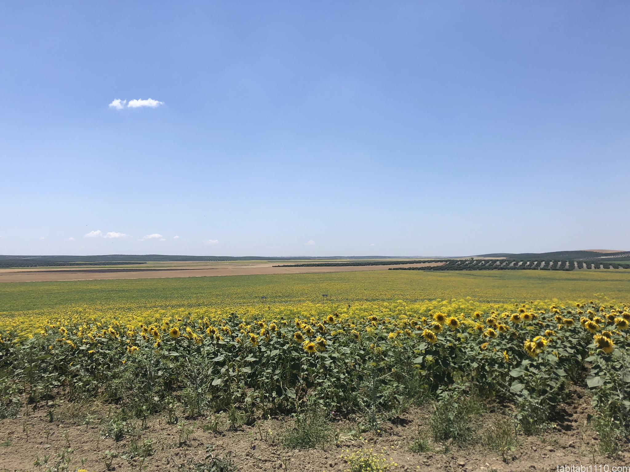 2021年6月26日 今日の小さいふ。アンダルシアのひまわり畑小さい財布の小さいふ。クアトロガッツ 公式Webshop