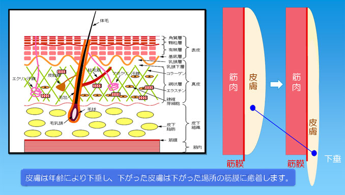 マッサージの種類や業態の違い】選び方のポイント | 体幹を支える深層筋に働き掛ける整体/深もみサロン柚花