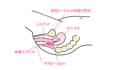 ポルチオとは？産婦人科専門医の丹羽咲江医師が子宮腟部を徹底解説します。 | 腟ペディア