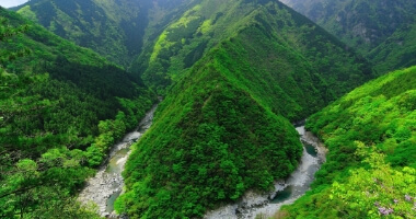 神山温泉周辺のしだれ桜・桜の開花状況 3 24徳島神山温泉