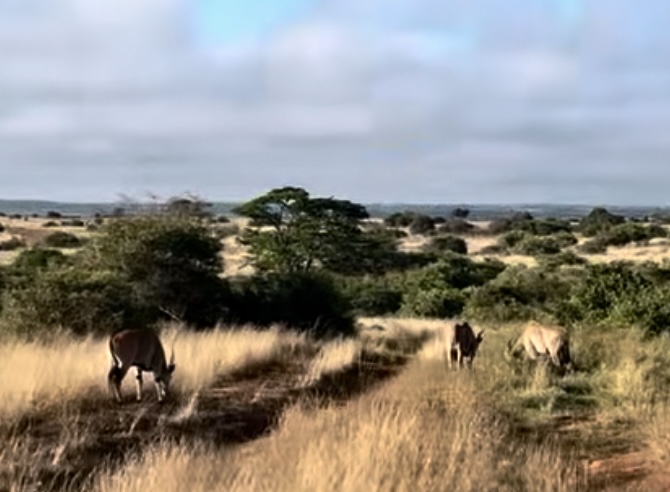 サファリ南アフリカ旅行・ナミブ砂漠ツアー│クラブツーリズム